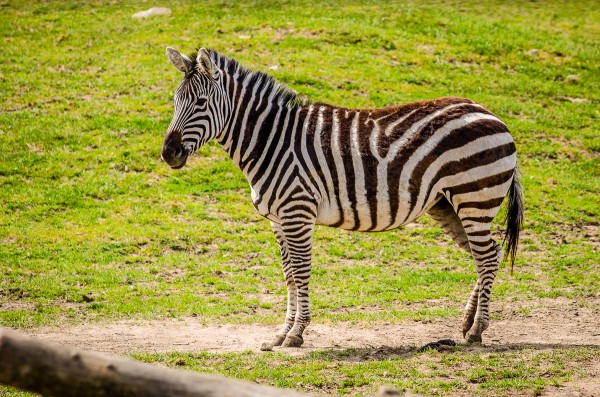 Zebra