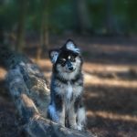 Finsk Lapphund